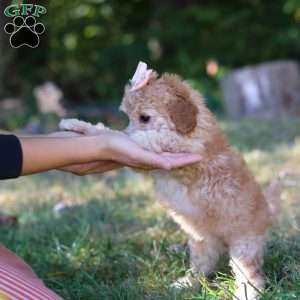 Willow, Cavapoo Puppy